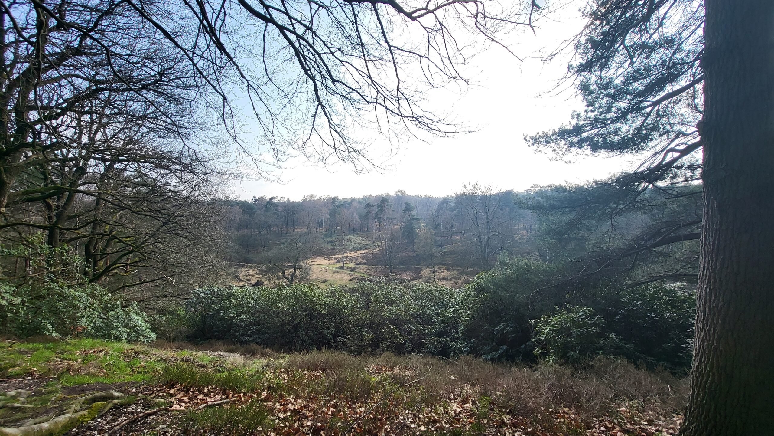 Asselsche heide