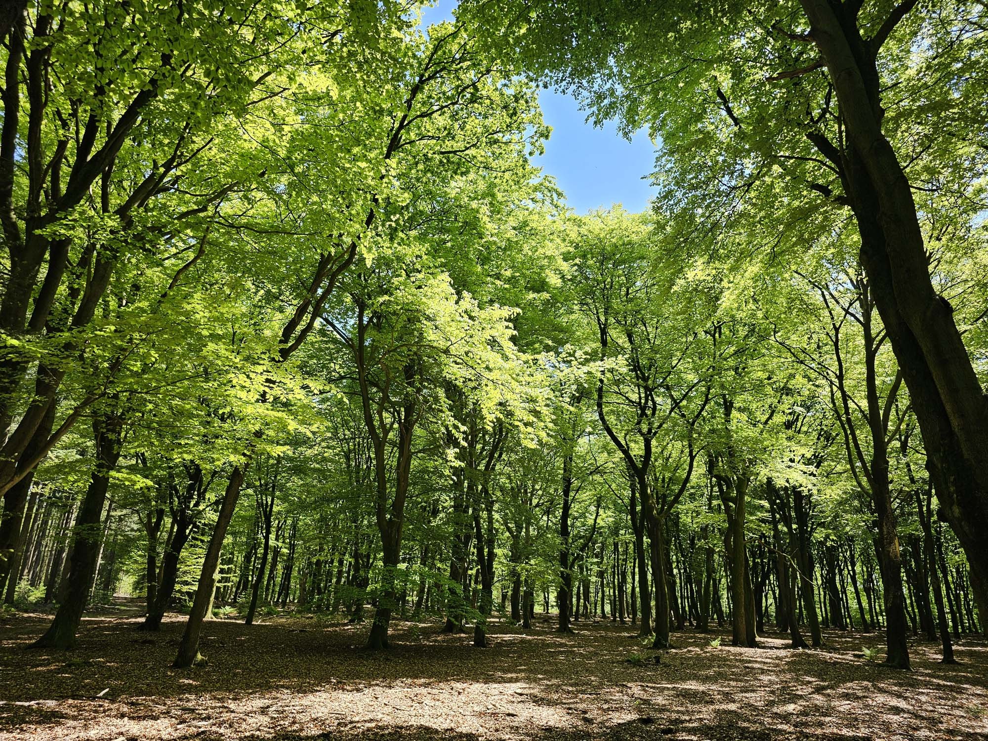 Speulderbos