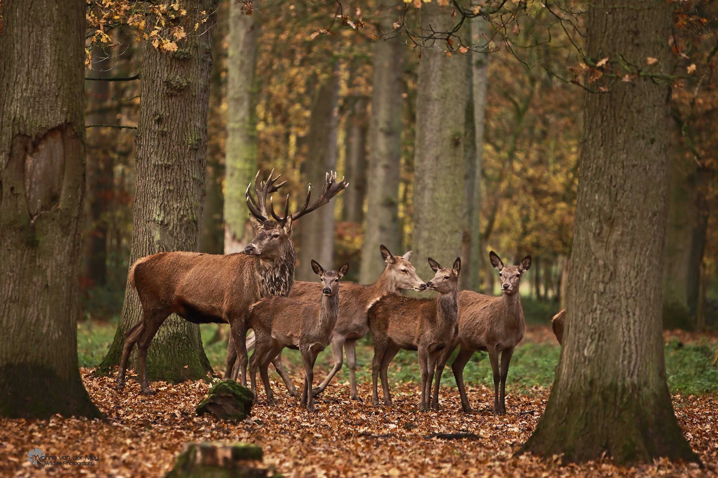 Edelherten veluwe