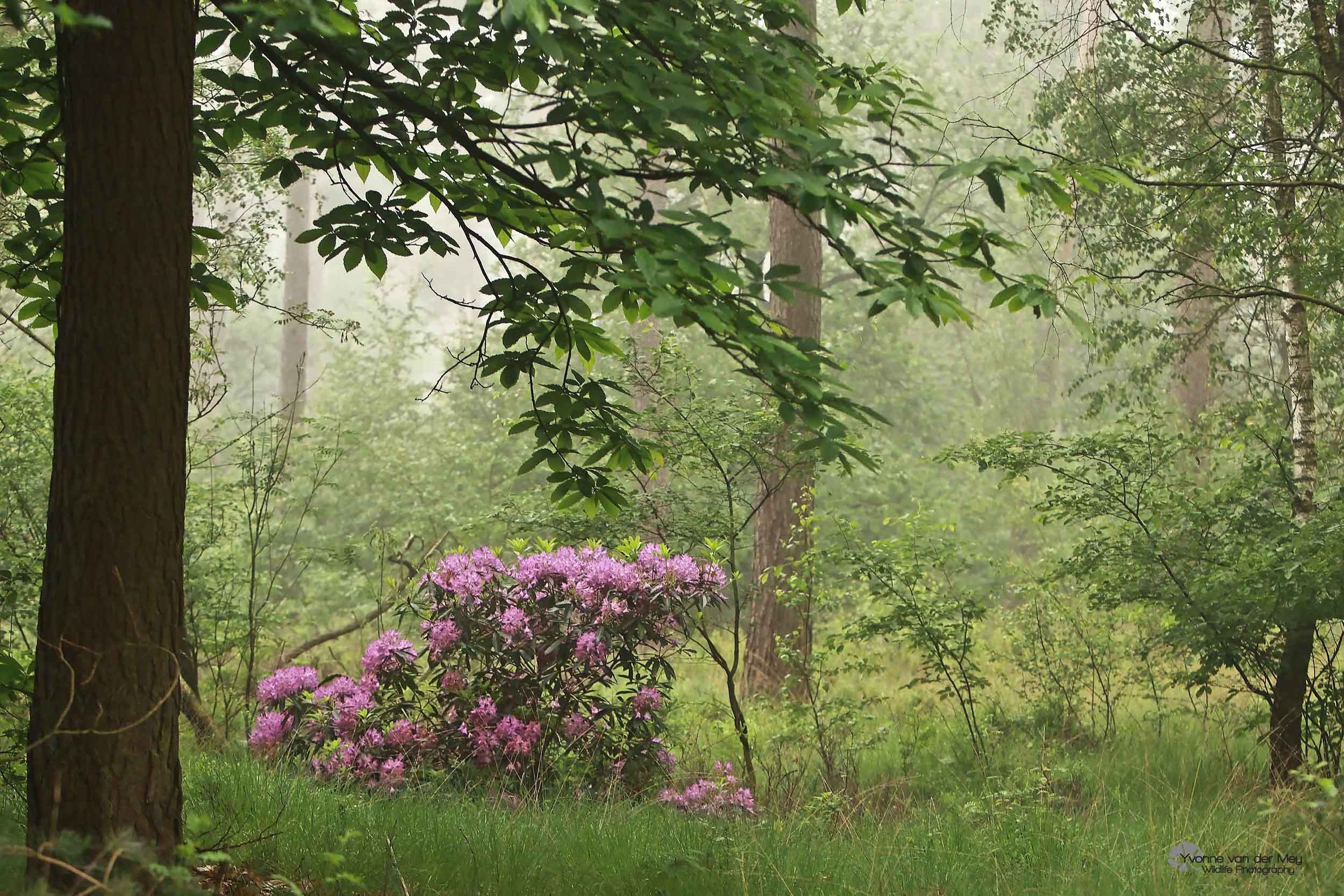 Foto 5 bos met rhododendron copyright yvonnevandermey website