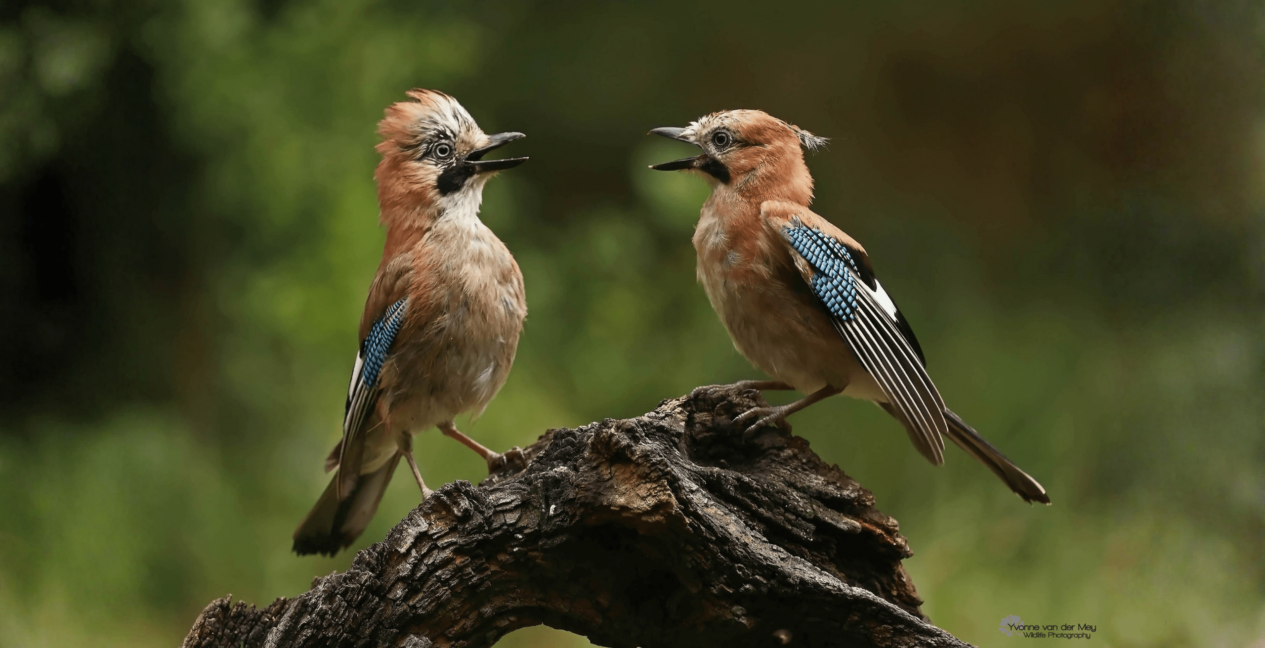 Gaaien veluwe vogels