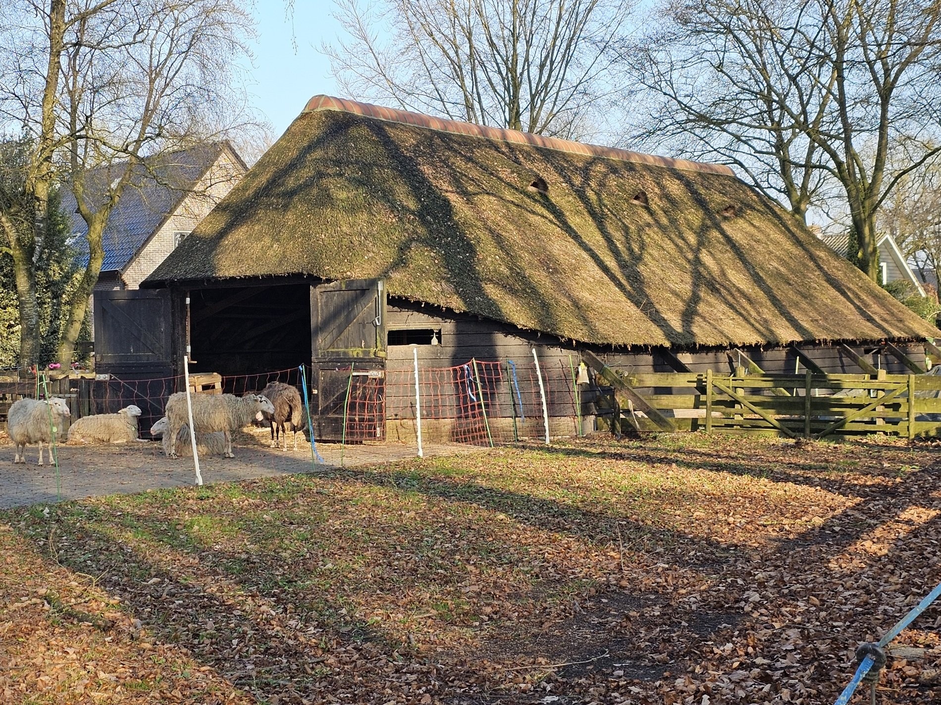 Schaapskudde op de Elspeetsche heide