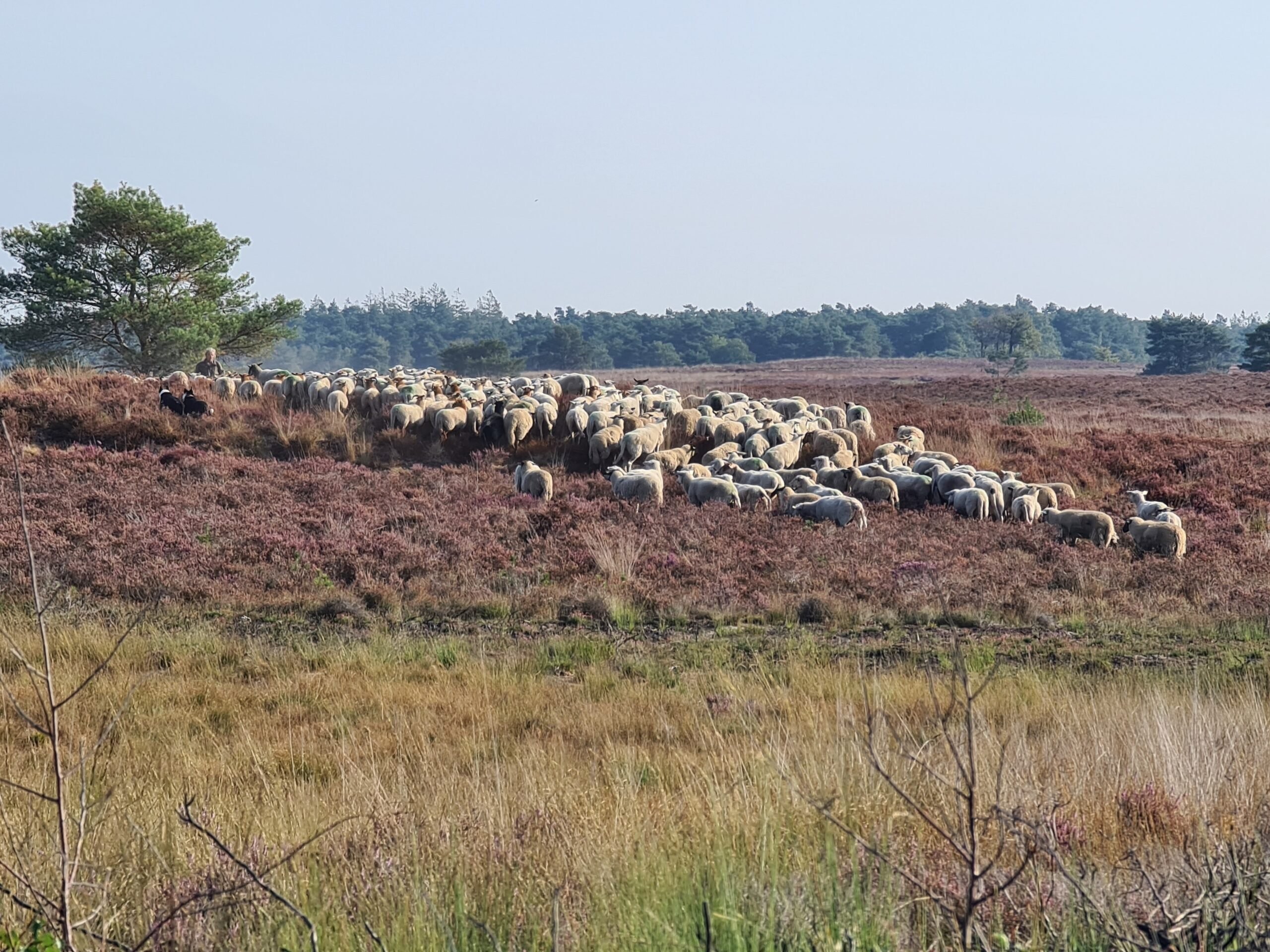 Schafherde auf der Elspeetschen Heide